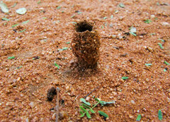 Camponotus belligerus