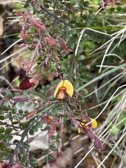 Bossiaea buxifolia