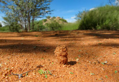 Camponotus belligerus