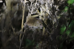 Micromys minutus