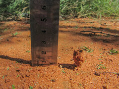 Camponotus belligerus