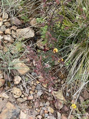 Bossiaea buxifolia