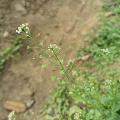 Capsella bursa-pastoris