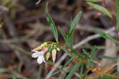 Billardiera cymosa