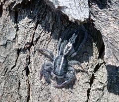Ocrisiona leucocomis