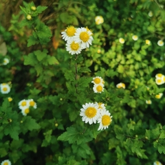 Chrysanthemum vestitum