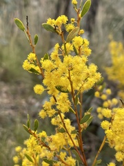 Acacia buxifolia