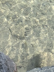 Squalius cephalus