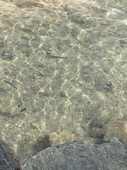 Squalius cephalus