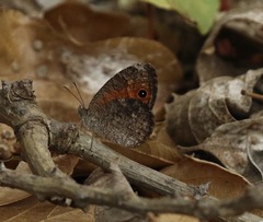 Heteropsis ankaratra