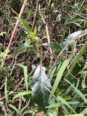 Hedycarya angustifolia