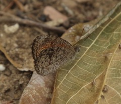 Heteropsis ankaratra