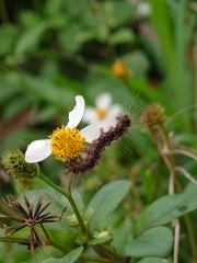 Spilarctia subcarnea