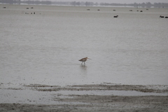 Limosa lapponica baueri