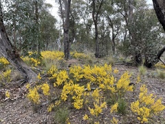 Acacia buxifolia