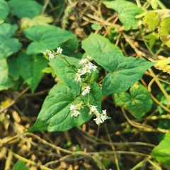 Fagopyrum esculentum