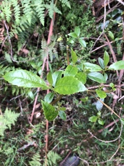 Hedycarya angustifolia