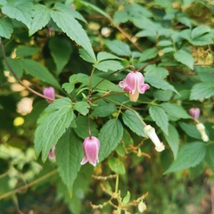 Clematis lasiandra