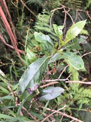Hedycarya angustifolia
