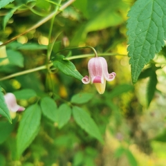 Clematis lasiandra