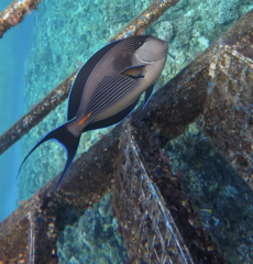 Acanthurus sohal