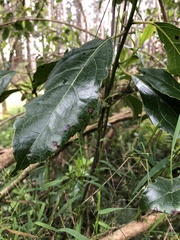 Hedycarya angustifolia
