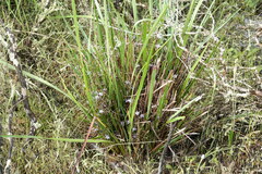 Dianella brevicaulis