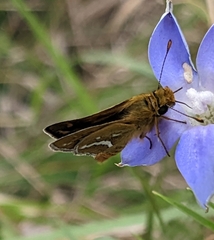 Taractrocera papyria
