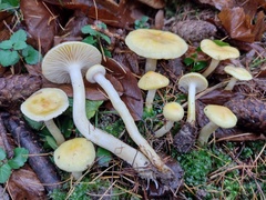 Hygrophorus lucorum