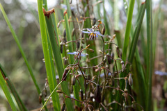 Dianella brevicaulis