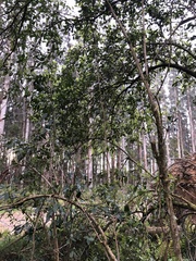 Hedycarya angustifolia