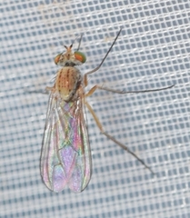 Sciapus pallens