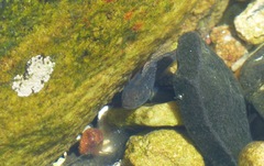 Caffrogobius nudiceps