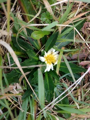 Hypochaeris sessiliflora