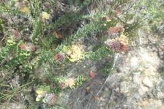 Leucospermum truncatulum