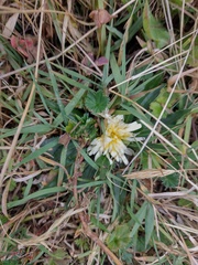Hypochaeris sessiliflora