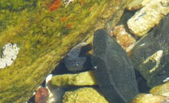 Caffrogobius nudiceps