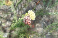 Leucospermum truncatulum