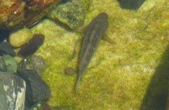 Caffrogobius nudiceps