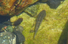 Caffrogobius nudiceps