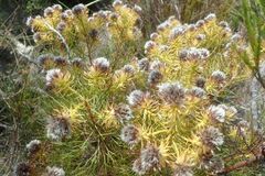 Serruria phylicoides