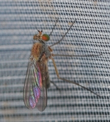 Sciapus pallens