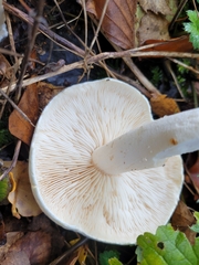Leucocybe connata