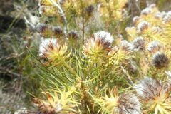 Serruria phylicoides