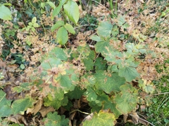 Alchemilla mollis