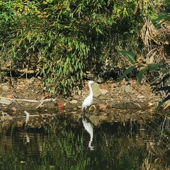 Egretta garzetta