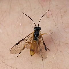 Apethymus filiformis