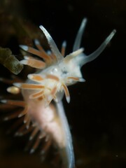 Coryphellina albomarginata