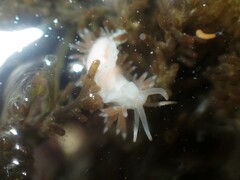 Coryphellina albomarginata