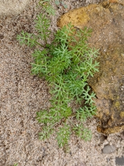 Tripleurospermum maritimum